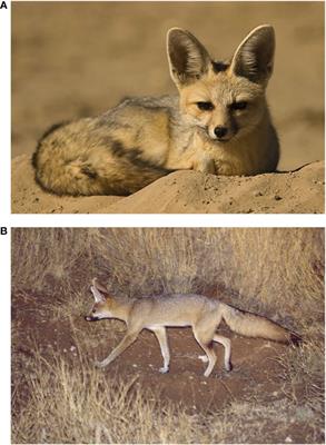 The complete mitogenome of the Cape fox, Vulpes chama (Canidae: Mammalia)
